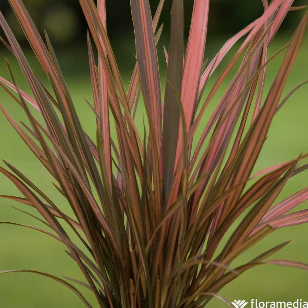 Phormium : ctr 4 L