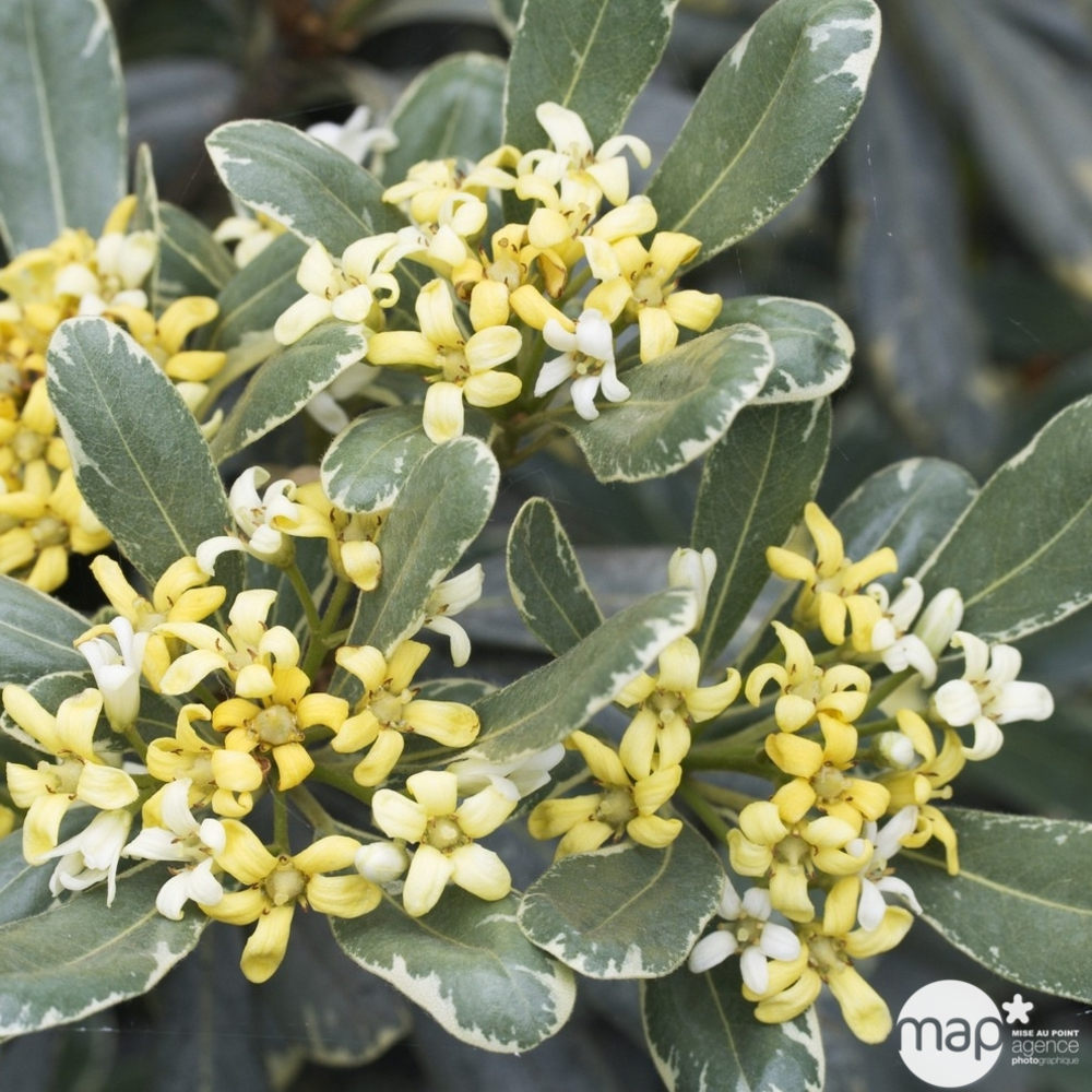 Pittosporum tenuifolium ' Variegatum ' : conteneur 4 litres
