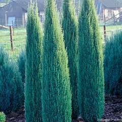 Juniperus Communis Sentinel : H 50/60 cm pot 5L