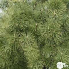 Pinus griffithii, H : 100/125 cm, ctr 20L
