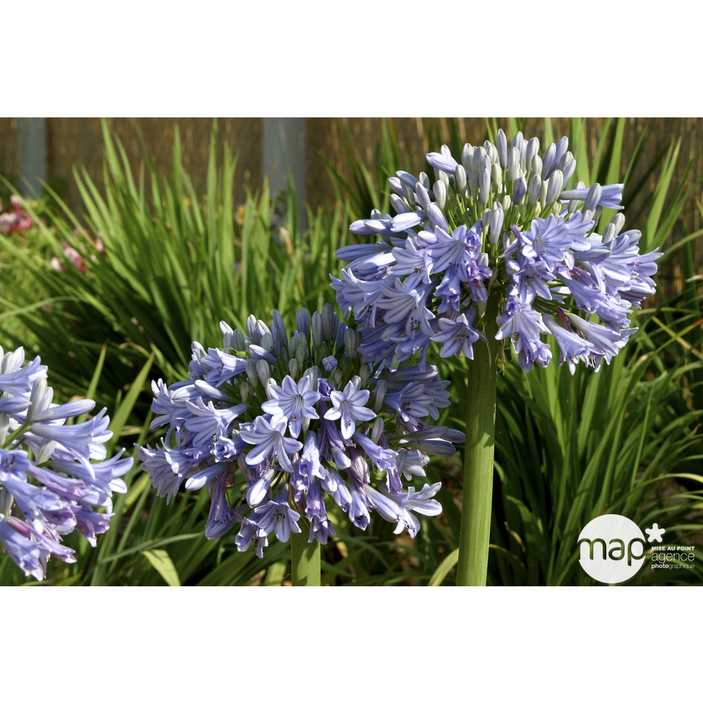 Agapanthe Africanus : ctr 10 Litres