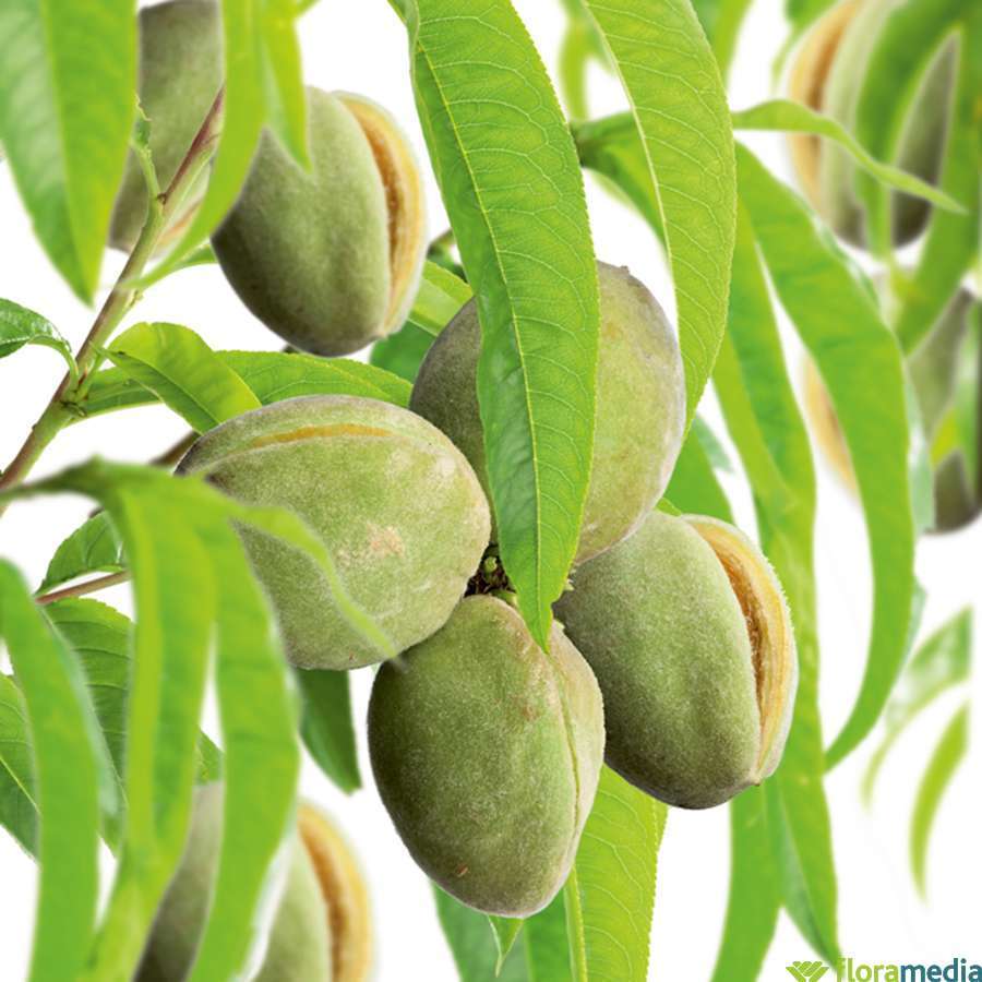 Amandier - Tige 6/8 - Pot 10L