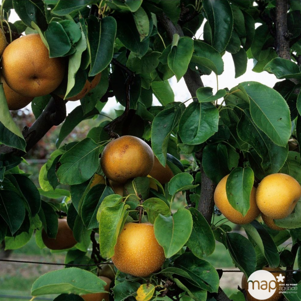 Nashi Nieiseiki : gobelet ctr 3 ans d'âge