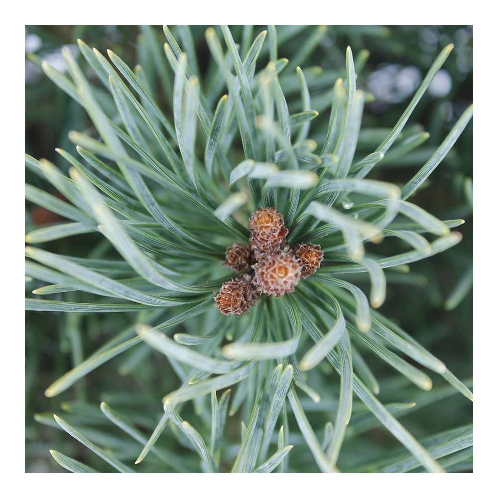 Pinus sylvestris Watereri, H : 30/40 cm, ctr 4L