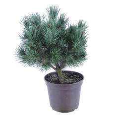 Pinus sylvestris Watereri, H : 30/40 cm, ctr 4L