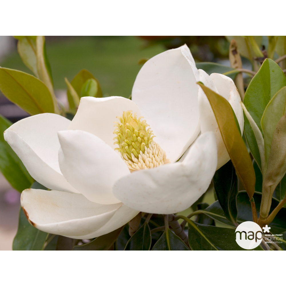 Magnolia grandiflora 'Alta' : pot de 3.5L
