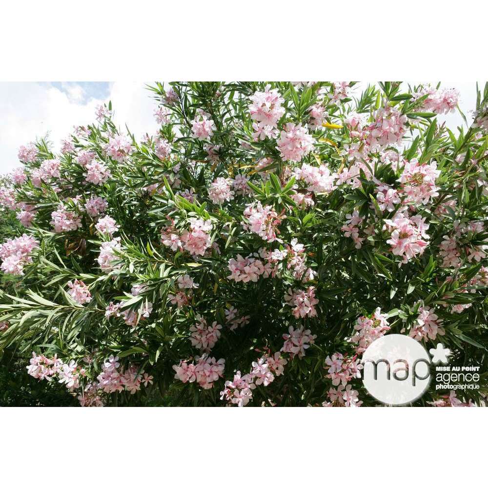 Nerium Oleander : Demi-tige 6/8 cm ctr 15 litres