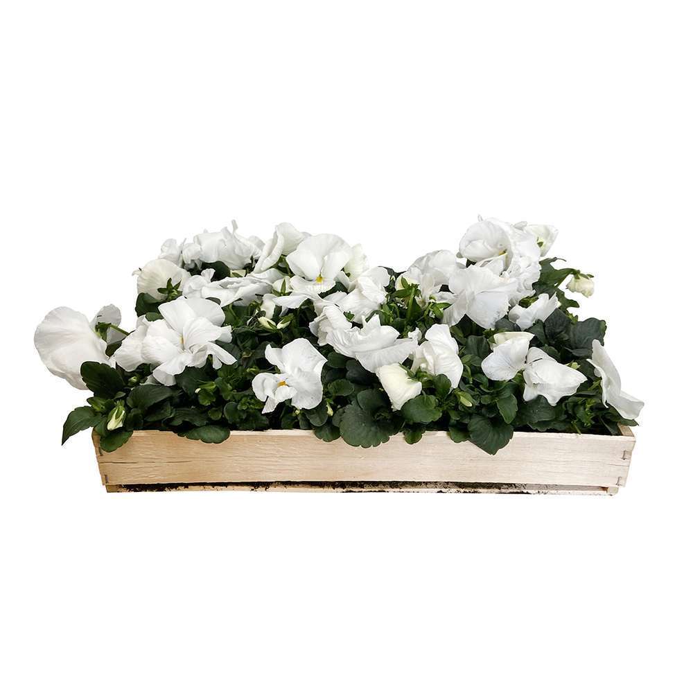 PensÃ©e: caissette en bois de 24 plants