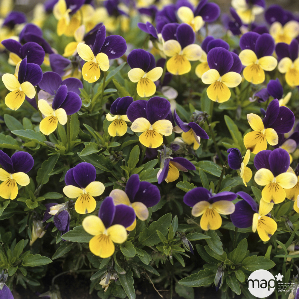 Viola cornuta: caissette bois de 24 plants