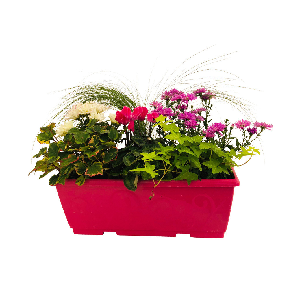 Vivaces variées : jardinière L40cm