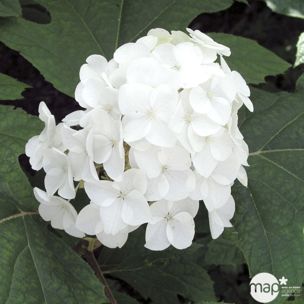 Hydrangea quercifolia 'Snow Queen', ctr 5 L