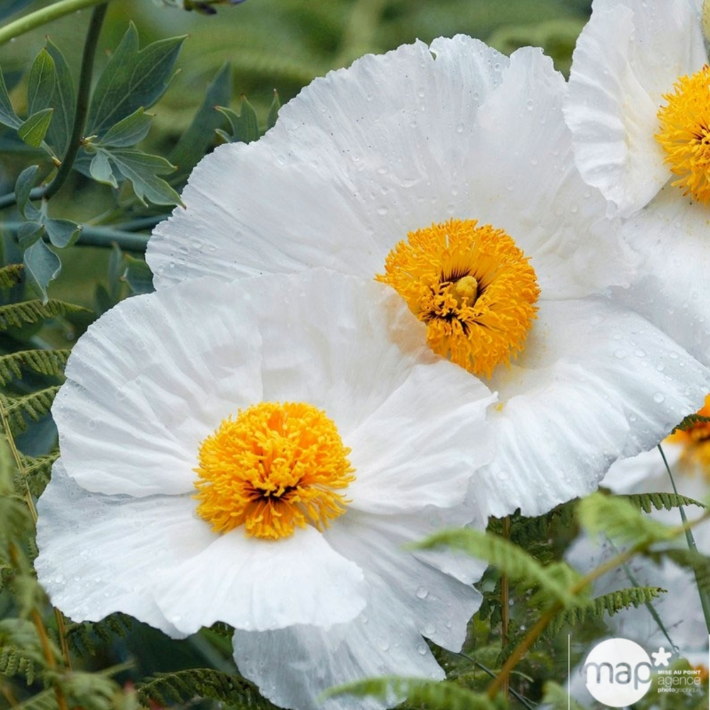 Romneya coulteri : conteneneur 4 litres