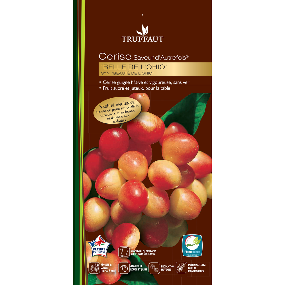 Cerisier belle de l' ohio: prÃªt Ã  planter