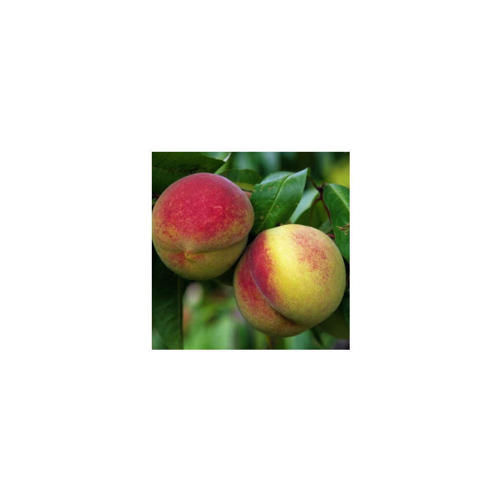 Pêcher Charles Ingouf : gobelet prêt à planter