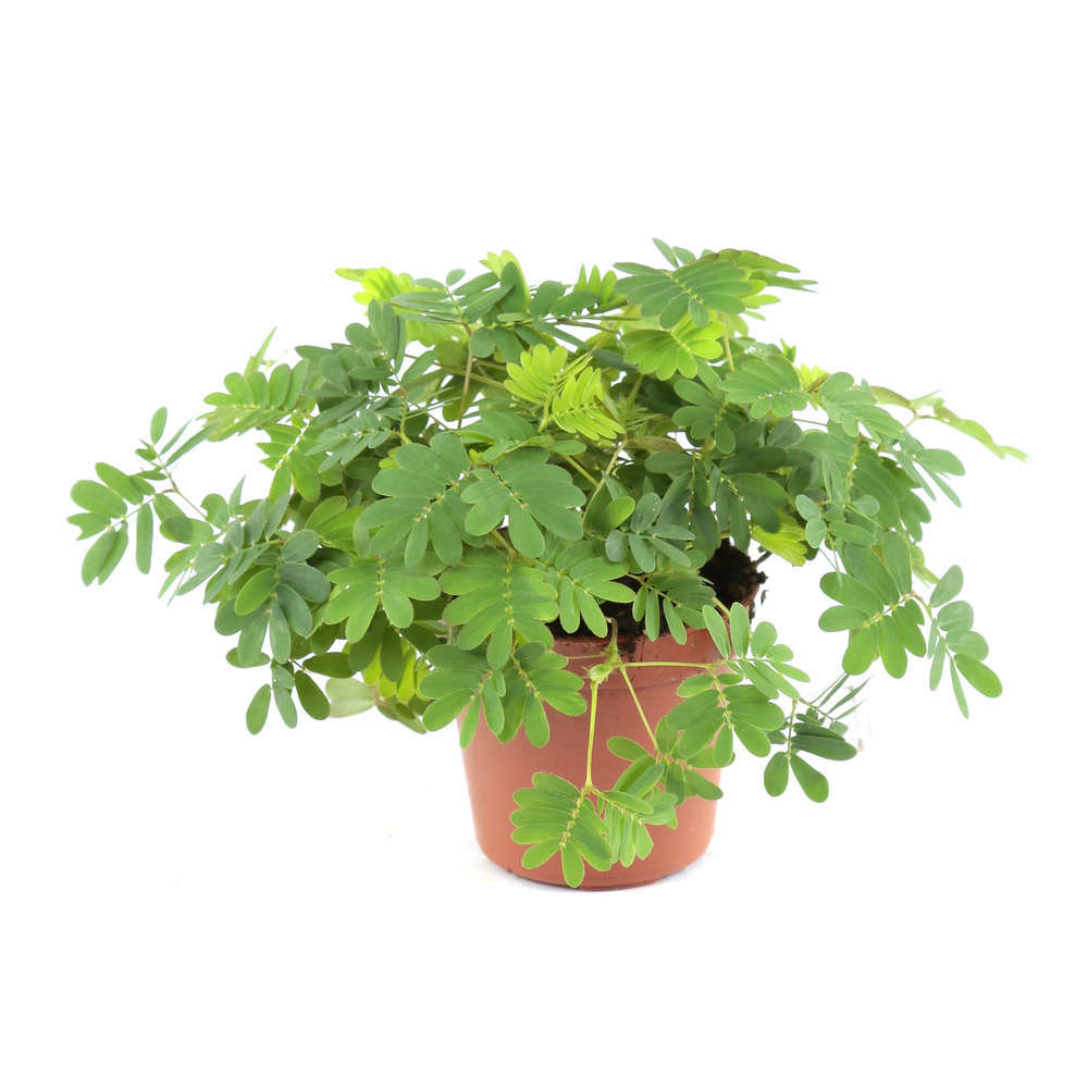 Sensitive : plante Ø6cm pot