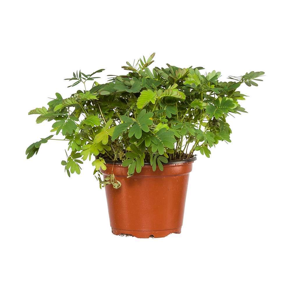 Sensitive : plante Ø9cm pot