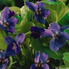 Violette odorante Cendrillon : godet vert