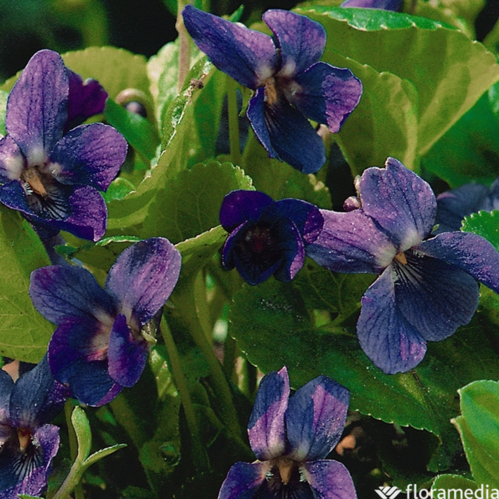 Violette odorante Cendrillon : godet vert