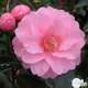 Camellia 'Spring Festival' : H 40/50 cm, ctr 3 Litres