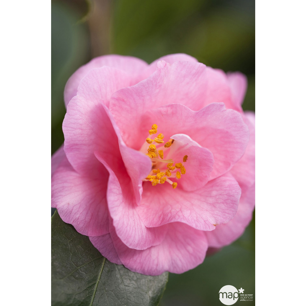 Camellia 'Spring Festival' : H 40/50 cm, ctr 3 Litres