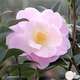 Camellia 'Nicky Crisp' : H 40/50 cm, ctr 3 Litres