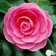 Camellia 'E.G Waterhouse' : 7.5 Litres (rose brillant)