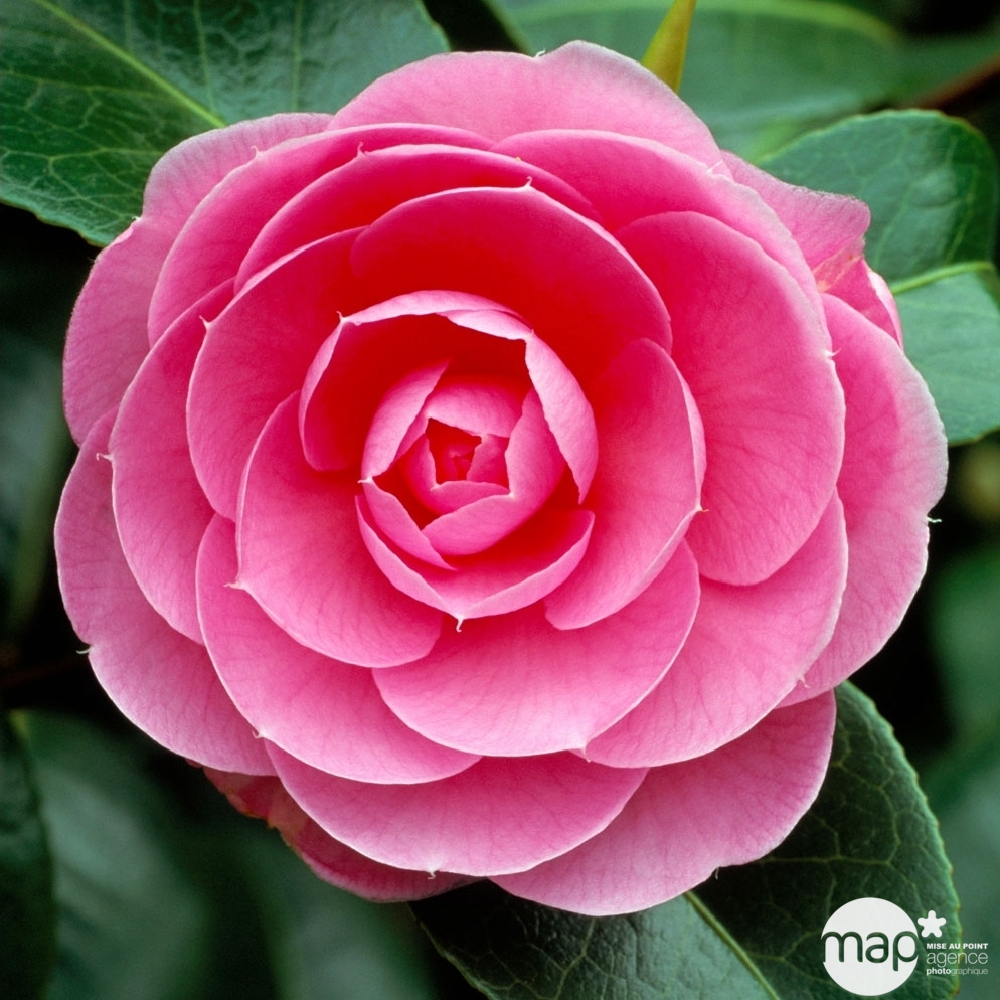 Camellia e.g Waterhouse : H.40/50cm Pot 3L