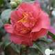 Camellia 'Crimson Glory' : H 60/70 cm, ctr 7 Litres
