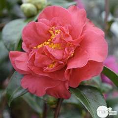 Camellia 'Crimson Glory' : H 60/70 cm, ctr 7 Litres