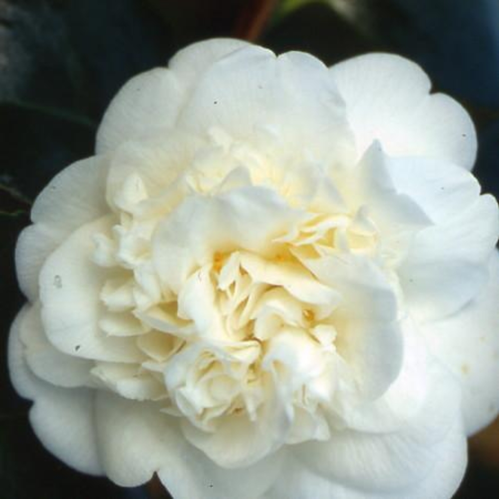 Camellia 'Nobilissima' : H 40/50 cm, ctr 3 Litres