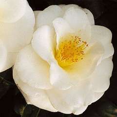 Camellia 'Janet Waterhouse' : H 40/50 cm, ctr 3 Litres