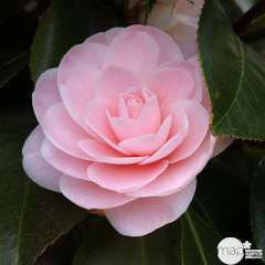 Camellia ' Ave Maria' : H 40/50 cm, ctr 3 Litres