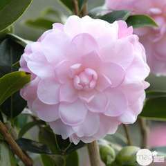 Camellia 'Mimosa Jury' : H 40/50 cm, ctr 3 Litres