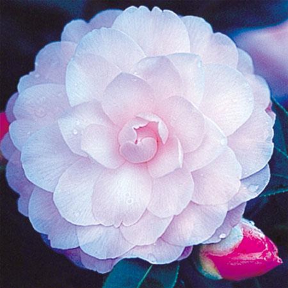 Camellia 'Mimosa Jury' : H 40/50 cm, ctr 3 Litres