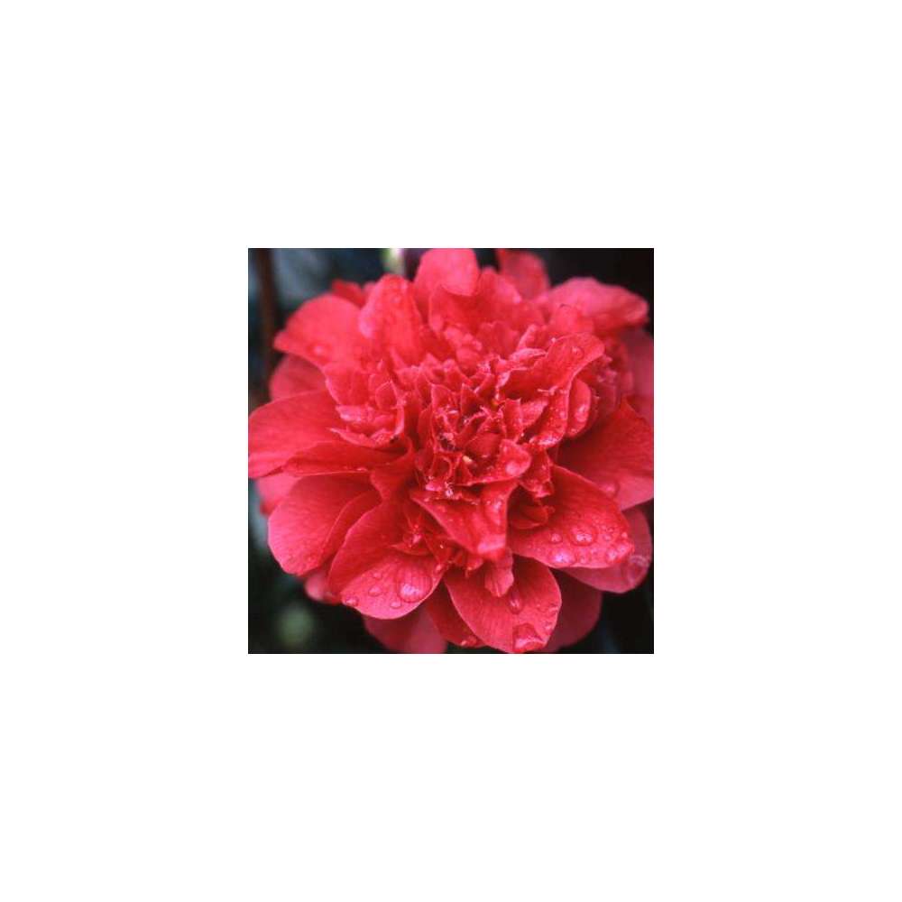 Camellia 'Volcano' : H 40/50 cm, ctr 3 Litres