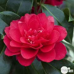 Camellia 'Volcano' : H 40/50 cm, ctr 3 Litres