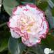 Camellia 'Margaret Davis', H 40/50 cm, contneur 3 Litres