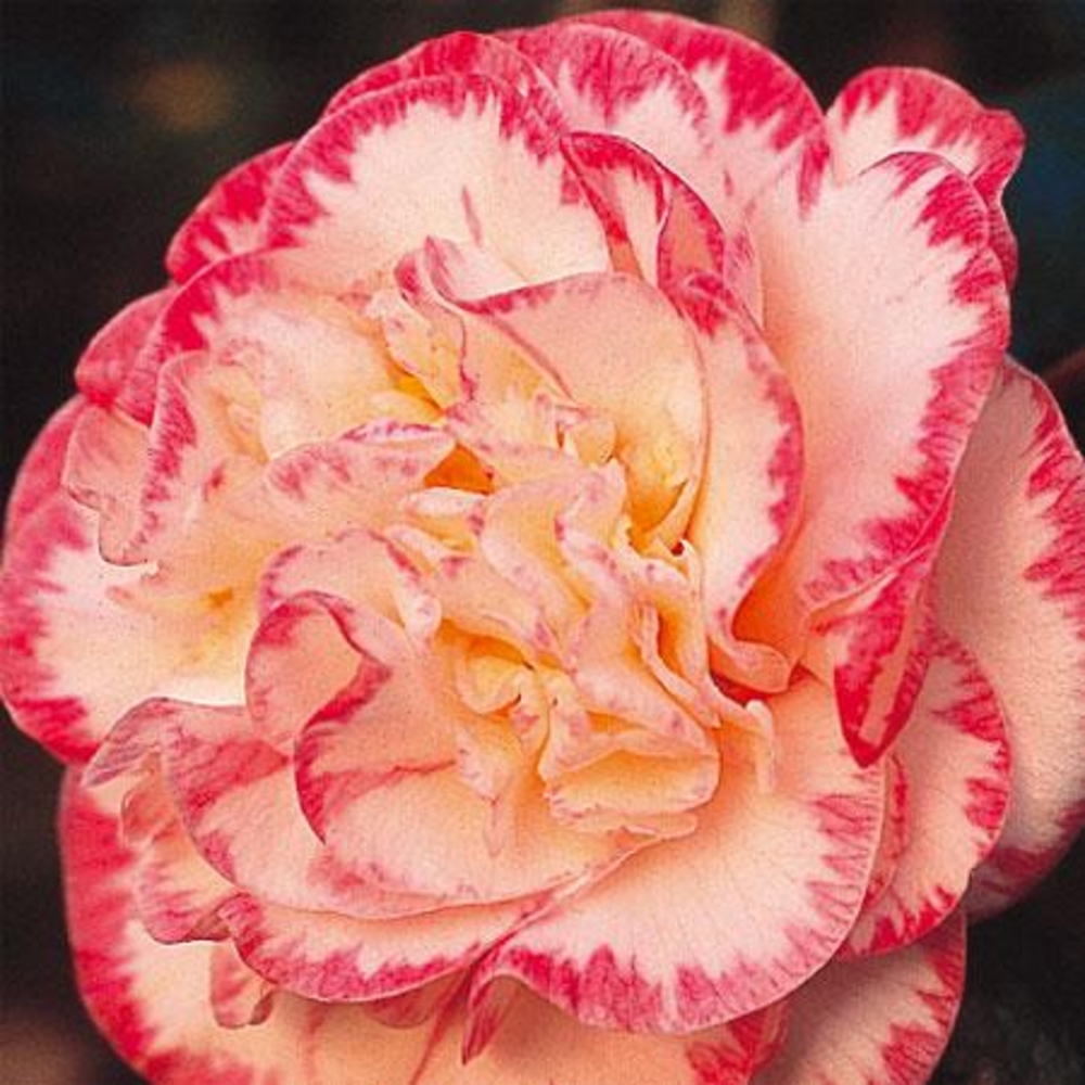 Camellia 'Margaret Davis', H 40/50 cm, contneur 3 Litres