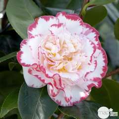Camellia 'Margaret Davis' : H 60/70 cm, contneur 7 Litres
