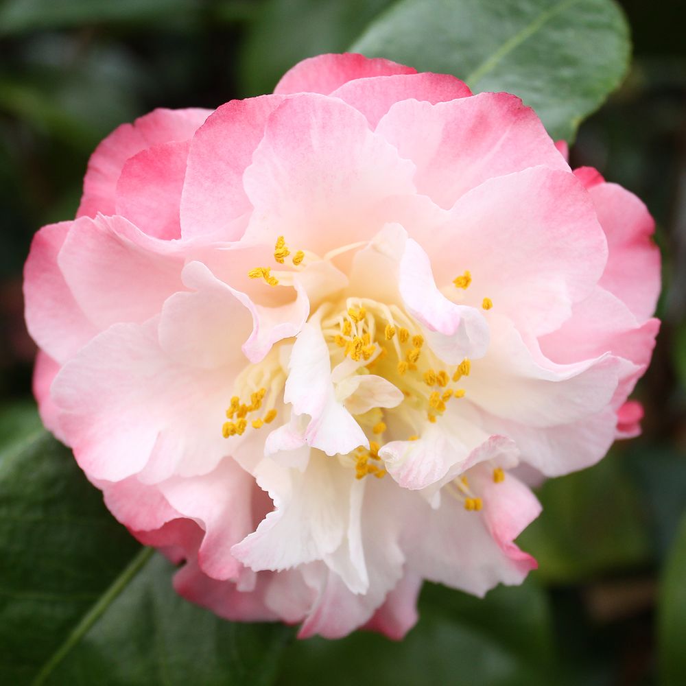 Camellia 'Nuccio's Jewel' : H 60/70 cm, ctr 7 Litres