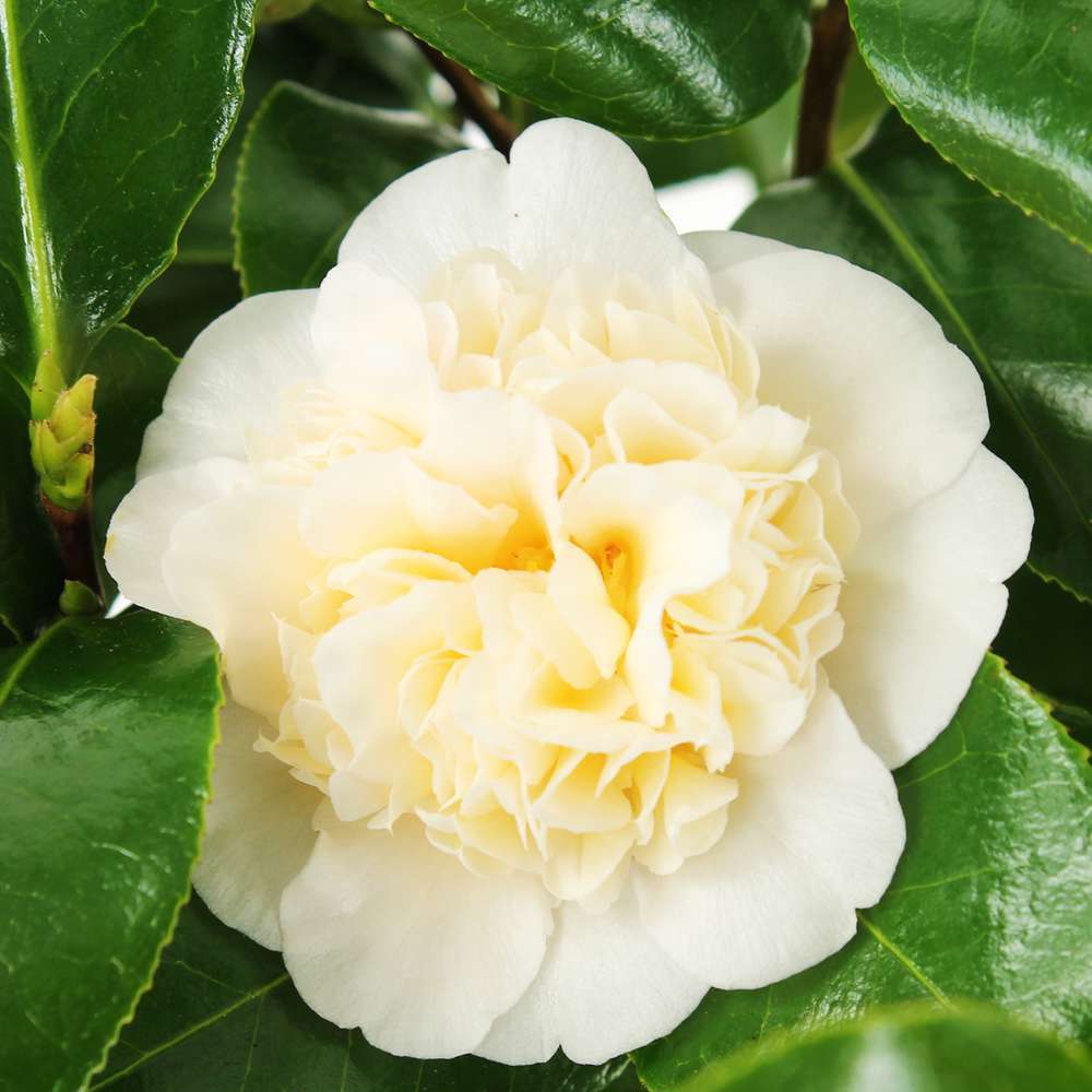 Camellia 'Brushfield's Yellow' : H 60/70 cm, ctr 7 Litres