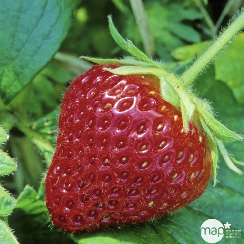 Plant de fraisier 'Cijosée' : pot de 0,5 litre
