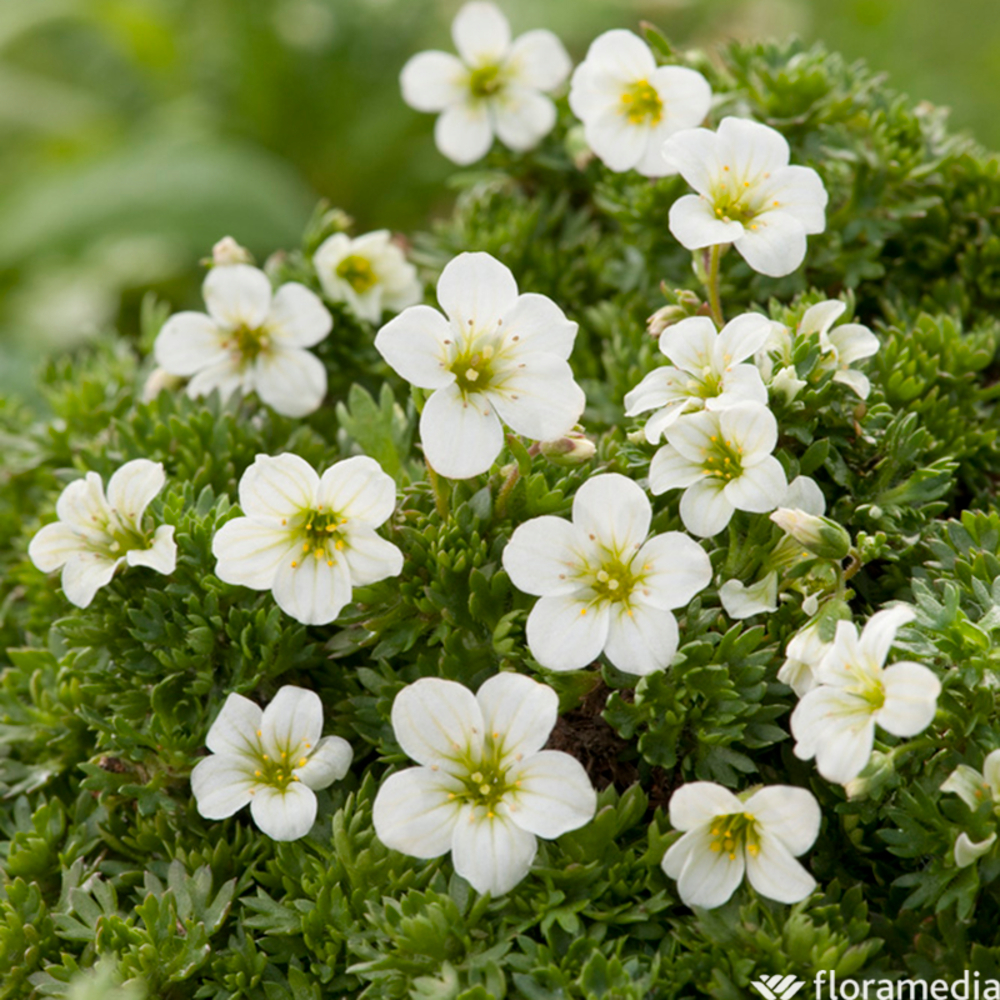 Saxifrage : pot 0,65L