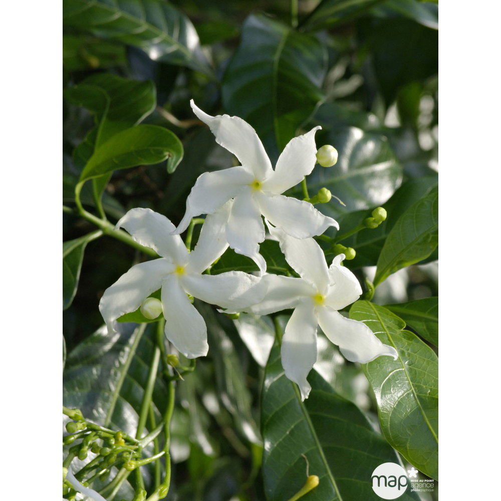 Trachelospermum jasminoides, H 150/200 cm, ctr de 5 litres