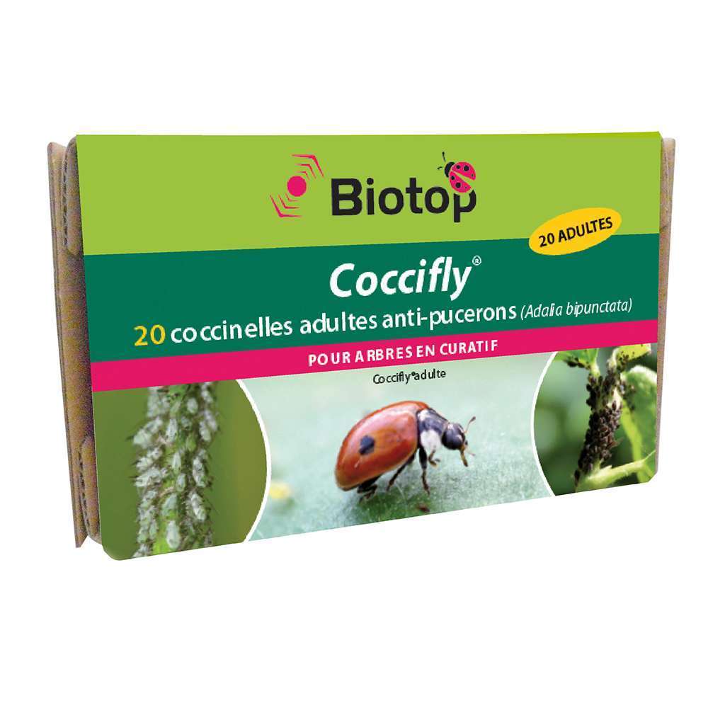 Coccinelles adultes adalia - Lot de 20