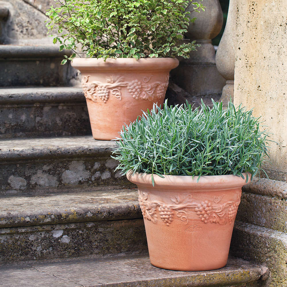 Cuvier Raisin, en terre cuite Ø 37 x H. 28 cm