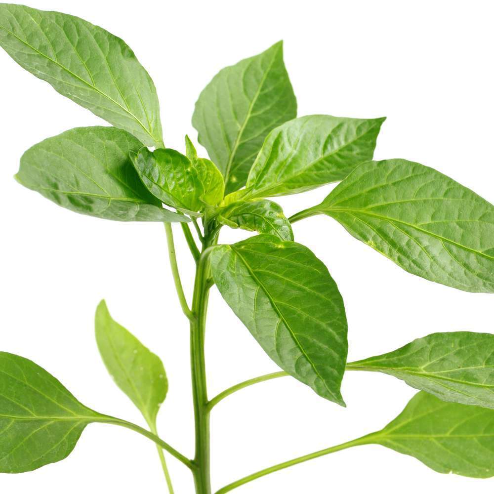 Poivron spadi f1: pot d.10,5cm