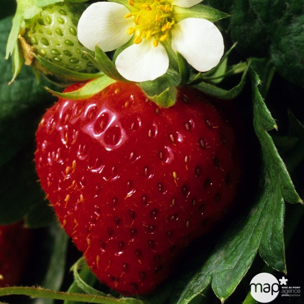 Plants de fraisiers 'Charlotte' : barquette de 6 plants