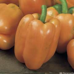 Plants de poivrons orange 'Gourmet' F1 greffé : barquette de 3 plants