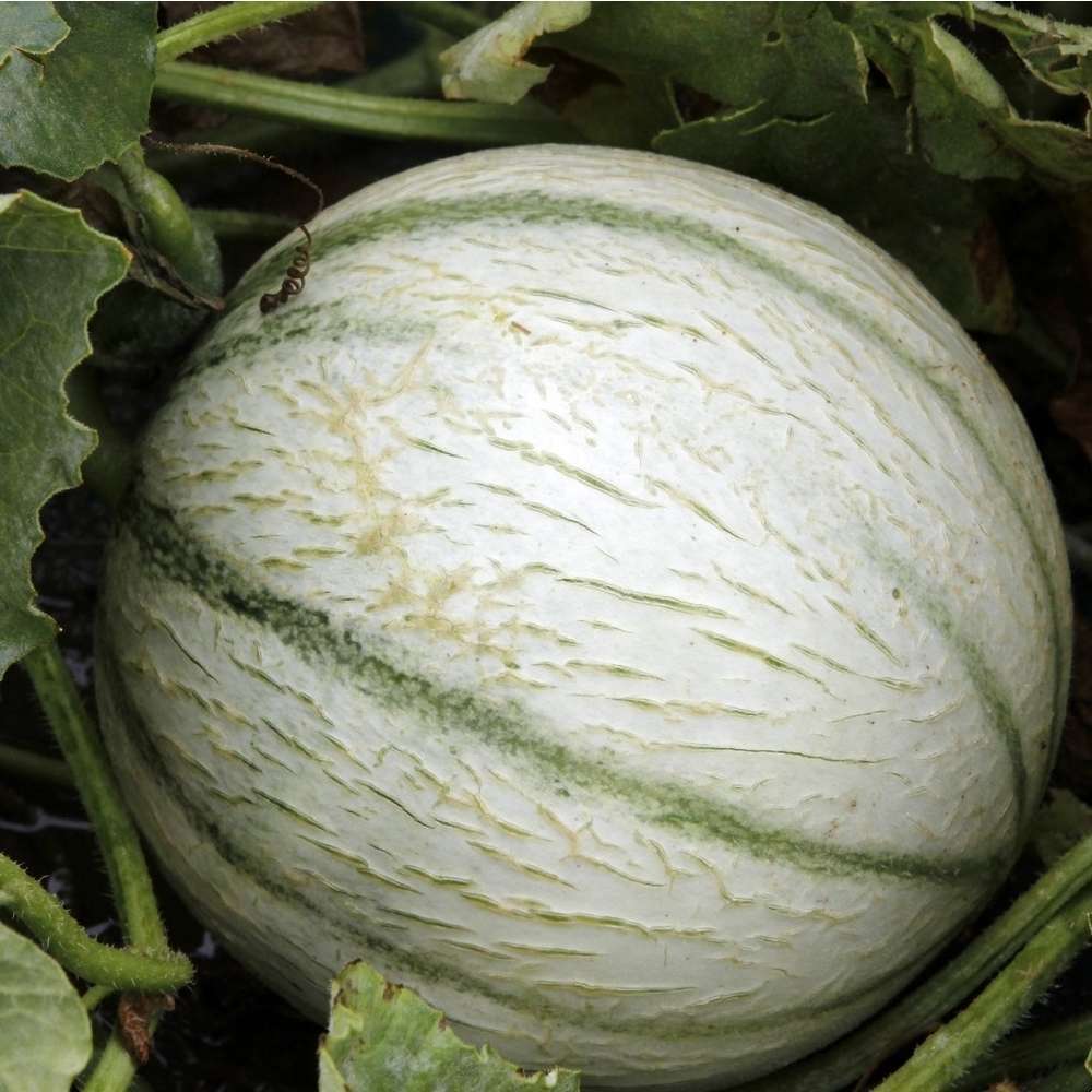 Plants de melons brodé 'Anasta' F1 : barquette de 3 plants